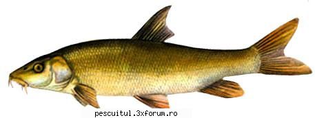 Mreana - Pescuitul mrenei - Denumire: Mreana (Barbus barbus) Familia - SPECII DE PESTI