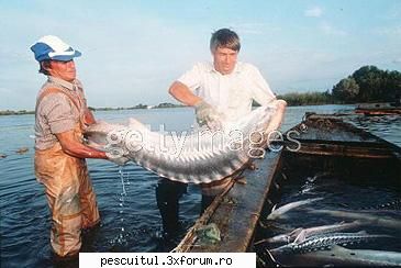 Nisetrul - Totul despre nisetru - Recordul mondial category: other methods weight - SPECII DE PESTI