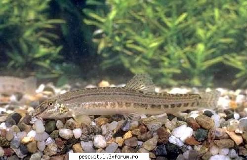 Nisiparnita - Nisiparnita Cobitis caspia romanica Este un peste - SPECII DE PESTI