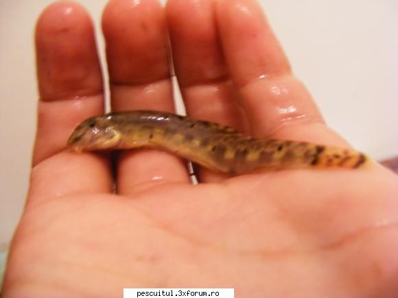 Nisiparnita - In toata lungimea ei... are o gura extrem de - SPECII DE PESTI