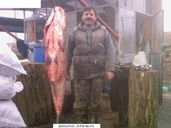 Novacul - Pescuitul novacului - Asta cred la intrece pe toate....50 de kg prins - SPECII DE PESTI