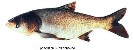 Novacul - Pescuitul novacului - Denumire: Novac( Hypophthalmichthys Molitrix - SPECII DE PESTI