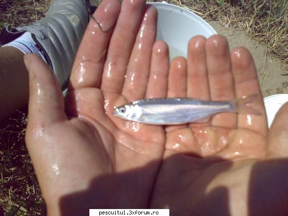 Oblete - Pescuitul obletelui - Catch & Release - SPECII DE PESTI