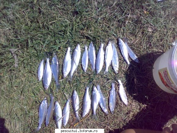 Oblete - Pescuitul obletelui - Catch & Release - SPECII DE PESTI