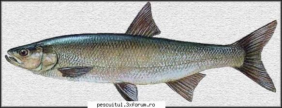 Oblete - Pescuitul obletelui - pentru incepatori, un curs rapid de pescuit se - SPECII DE PESTI