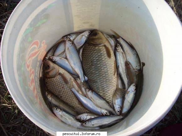 Partide de pescuit! - 2 carasi si cativa obeletei - JURNAL DE PARTIDA - POVESTIRI PE-NDELETE !