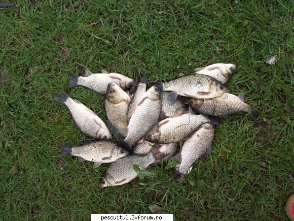 Partide de pescuit! - Luni...frig, vant, doar 1.5 kg..astazi - JURNAL DE PARTIDA - POVESTIRI PE-NDELETE !