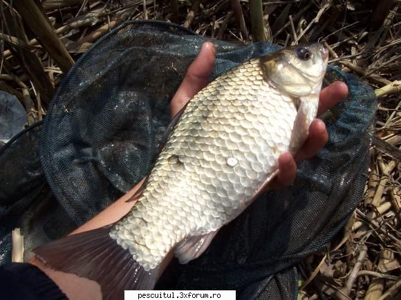Partide de pescuit! - Din nou Catusa...2.5 kg si in sfarsit o - JURNAL DE PARTIDA - POVESTIRI PE-NDELETE !