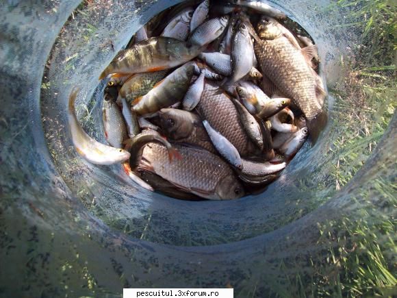 Partide de pescuit! - Si pestisorii...2.5 kg - JURNAL DE PARTIDA - POVESTIRI PE-NDELETE !