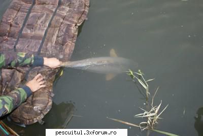 Partide de pescuit! - Nagykalloi -ungaria . octombrie 2010 - JURNAL DE PARTIDA - POVESTIRI PE-NDELETE !