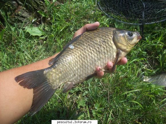 Partide de pescuit! - In rest am luat vreo 5kg de caras 15 - JURNAL DE PARTIDA - POVESTIRI PE-NDELETE !