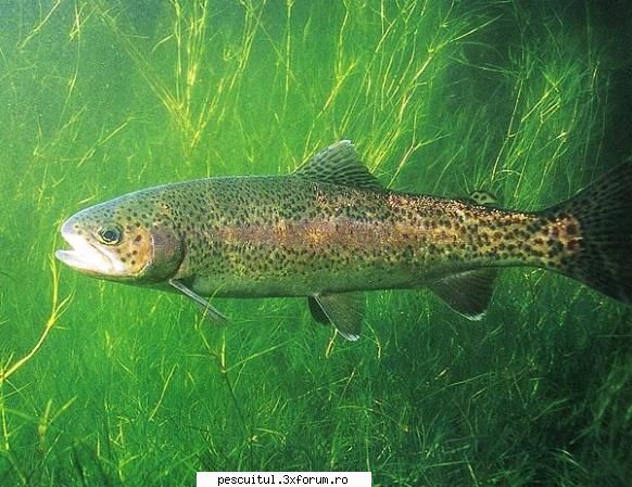 Pastravul curcubeu - Pastravul Curcubeu PASTRAVUL CURCUBEU Salmo - SPECII DE PESTI