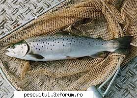 Pastravul de lac - Pastravul de lac sau Salmo Trutta Lacustris - SPECII DE PESTI