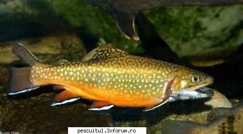 Pastravul fantanel - FANTANELUL (Salvelinus fontinalis ) Raspandire Ca - SPECII DE PESTI