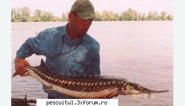 Pastruga - Totul despre pastruga - Recordul mondial category: other methods weight - SPECII DE PESTI