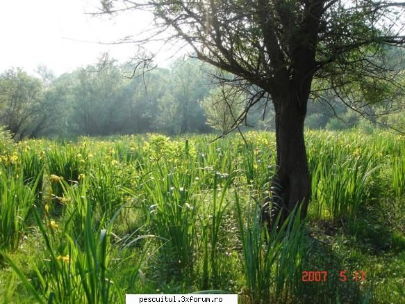 Peisaje intalnite de pescari . ( non pescuit ) - Hectare-ntregi de stanjenei pe malul - POZELE MELE - PESCUIT