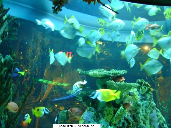 Peisaje intalnite de pescari . ( non pescuit ) - Sau la un restaurant cu - POZELE MELE - PESCUIT