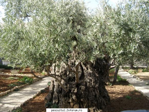 Peisaje intalnite de pescari . ( non pescuit ) - Maslinul sub care se spune ca a stat - POZELE MELE - PESCUIT