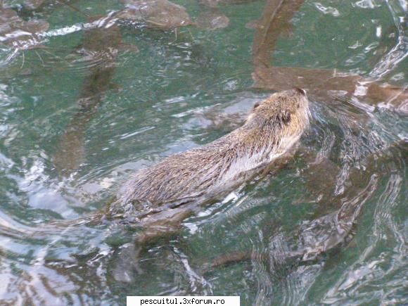 Peisaje intalnite de pescari . ( non pescuit ) - SI CE DE ..PESTE (SOMN )inoata fara - POZELE MELE - PESCUIT