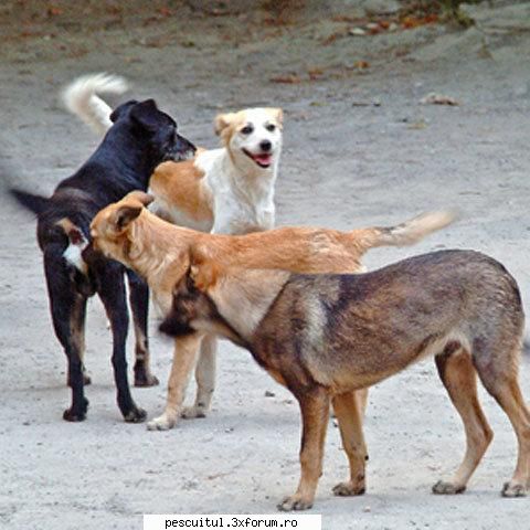 Permis pescuit , 2010 ! - pai....................... un mesaj din inima pt - LEGISLATIE PESCUIT