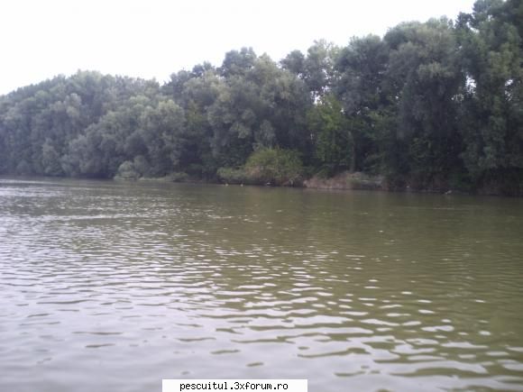 Pescar Hoinar - Dabuleni , August - Si tot hoinarind pe apa, am vazut caprioare care - CALATORII SI INTALNIRI