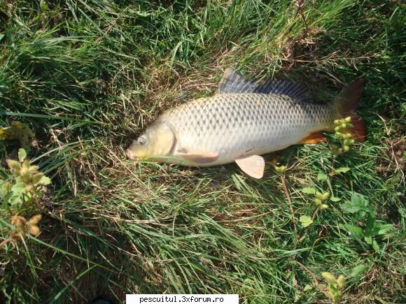 Pescuit in Delta Dunarii - tzu_tzu_rel - PESCUIT LA DUNARE SI IN DELTA DUNARII