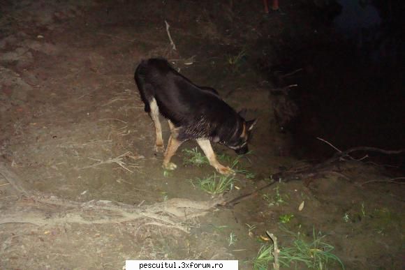 Pescuit, intamplari si aventuri in Delta Dunarii ... - tzu_tzu_rel - JURNAL DE PARTIDA - POVESTIRI PE-NDELETE !