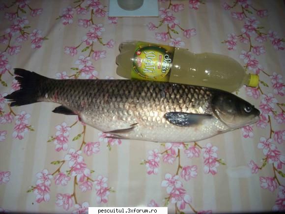 Pescuit la Cteno(amur) - Si inca o poza cu o sticla la 2 L ! - MOMELI SI NADE PENTRU CRAP