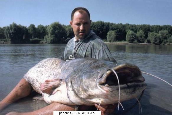 Pescuit la somn - flavius angling - PESCUITUL ALTOR SPECII DE PESTI
