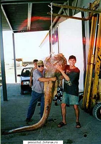Pescuit la somn - flavius angling - PESCUITUL ALTOR SPECII DE PESTI