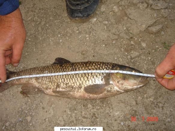 Pescuit pe Neajlov - Ce peste prinde ??? Clean ! Si inca d-ala - PESCUITUL PE RAURI (altele decat Dunarea)