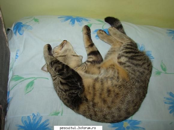 Pescuit pe .........Vedea - Dupa cum stiti .....cativa dintre voi - PESCUITUL PE RAURI (altele decat Dunarea)