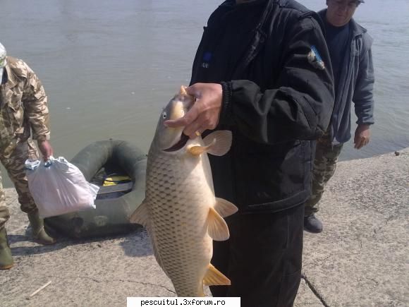 Pescuit pe raul Olt - Frumos crap,5.2 kg...ce il mai invartea cu - PESCUITUL PE RAURI (altele decat Dunarea)