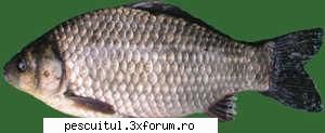 Pescuitul Carasului - ionutz_pescarhoinar - SPECII DE PESTI