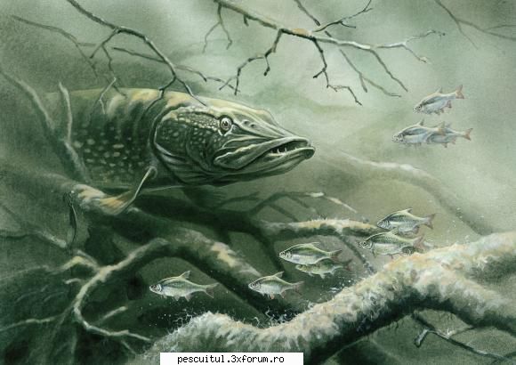 Pescuitul in arta ! - Pike ready to attack - DISCUTII DIVERSE DESPRE PESCUIT
