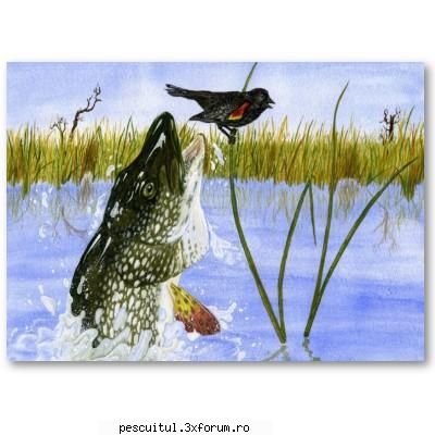 Pescuitul in arta ! - Pike wants to eat the bird - DISCUTII DIVERSE DESPRE PESCUIT
