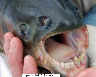 Pestele cu dinti de om - A fost descoperita o specie de peste cu dinti de - CAFENEA - DISCUTII OFF TOPIC