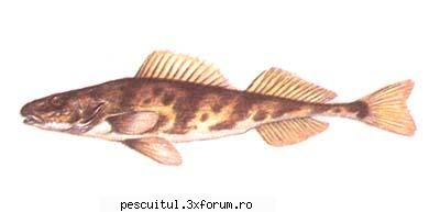 Pietrarul (Aspro zingel) - Lungimea 20-40 (rar 50 cm), corpul fusiform - SPECII DE PESTI