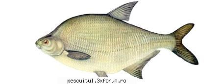 Platica - Pescuitul platicii - Denumire: Platica( Abramis brama ) Familia - SPECII DE PESTI