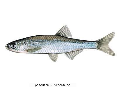 Plevusca (Leucaspius delineatus) - Plevusca (fufa, albisoara, firca) este un peste - SPECII DE PESTI