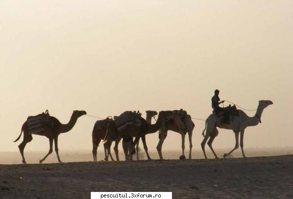 Poze Tunisia ! - Desertul Sahara! - POZELE MELE - PESCUIT