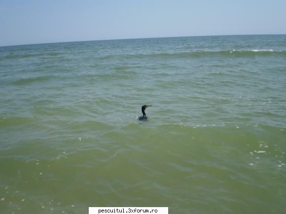 Poze pentru site - Cormoran pe mare (plaja Vadu) - POZELE MELE - PESCUIT