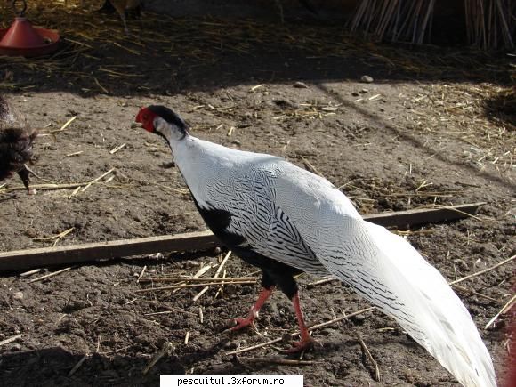 Rasarituri si apusuri de soare pe maluri de ape - Iar pe langa casute, unde poti - POZELE MELE - PESCUIT