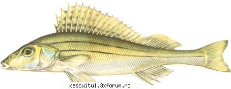 Rasparul - Raspar (Acerina schraetser) Descriere: Deşi - SPECII DE PESTI