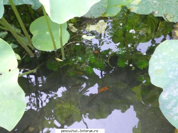 Romania-Oradea - Pesti-carasi, carasi aurii, crap koi si clean si - CALATORII SI INTALNIRI