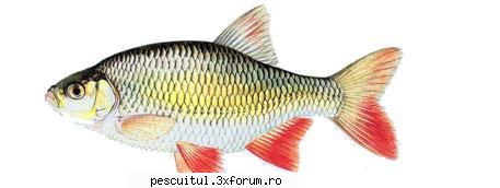 Rosioara - Pescuitul rosioarei - Denumire: Rosioara( Scardinius erythrorhtalmus ) - SPECII DE PESTI