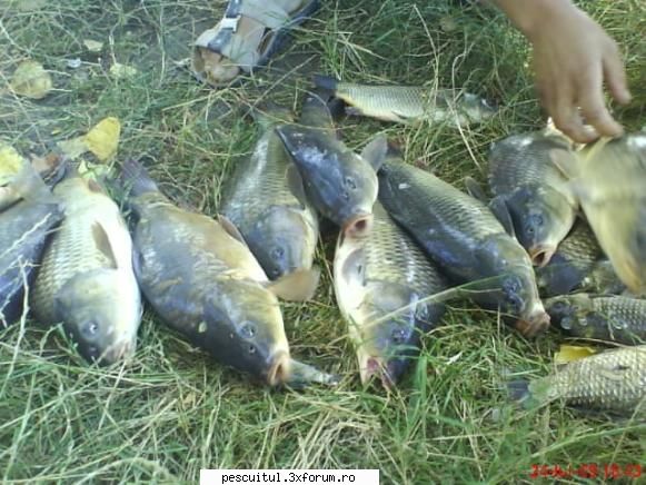 Rusine... - Rockyonutz - BRACONAJ - PESCUIT