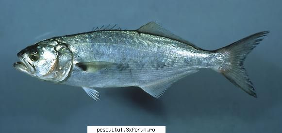 SPECII DE PESTI DIN MAREA NEAGRA - Lufarul - Lungimea obisnuita la lufarului este de - SPECII DE PESTI
