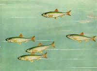 SPECII DE PESTI DIN MAREA NEAGRA - Gingirica Clupeonella delicatula (Nordmann) Acest - SPECII DE PESTI