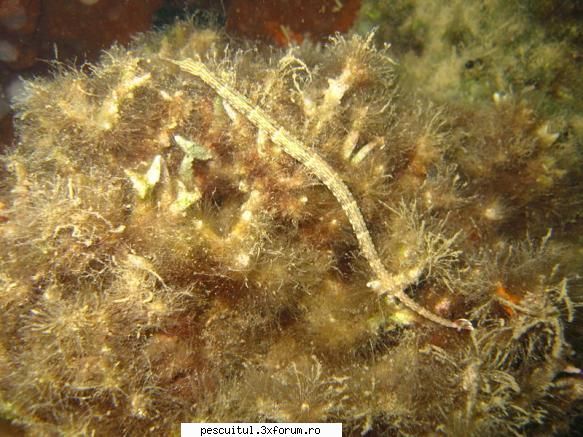 SPECII DE PESTI DIN MAREA NEAGRA - Acele de mare (subfamilia Syngnathinae) sunt - SPECII DE PESTI